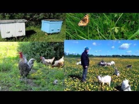Видео: Пчелоловушки/Курица-беглянка/Тачка-сеновозка/Веселая деревенская жизнь