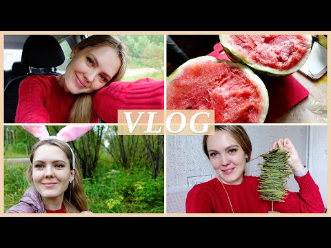 Видео: 🍉 АРБУЗНО - ЛАВРОВЫЕ БУДНИ У РОДИТЕЛЕЙ | НОВЫЙ ПАРФЮМ | ПРО ПРАЗДНИКИ