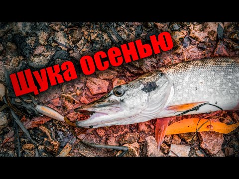 Видео: Щука делает свечки! Осенний жор щуки начался!