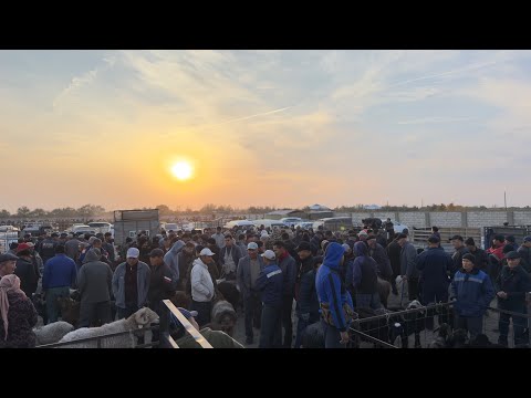Видео: БЕРУНИЙ АБАЙ КУЙ БОЗОРИ 22 ОКТЯБР 2025