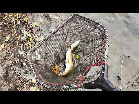 Видео: Открываем сезон по щуке на живца, как ловить щуку на малька | līdaku cope rudenī