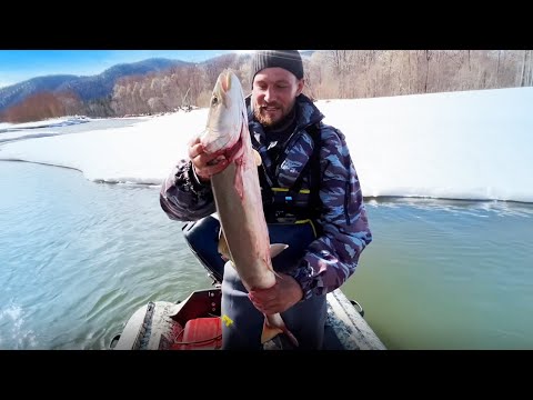 Видео: Горная рыбалка на тайменя. Ловля тайменя на спиннинг весной. Рыбалка весной на тайменя в тайге.