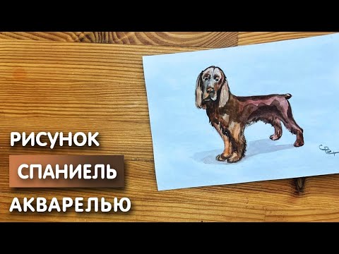 Видео: Как нарисовать Спаниеля карандашом и акварелью начинающим | Рисунок для детей