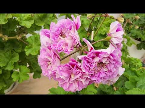 Видео: #888. Жара! Июль! Утренний обзор