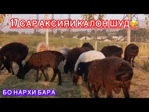 Видео: 17 сар АКСИЯ барои подписчико🥳. Номер 904 14 60 06 ватсап✅.