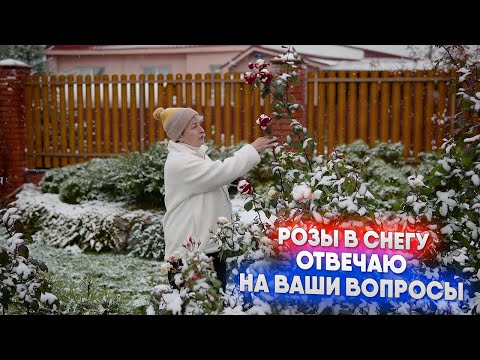 Видео: Розы в снегу - отвечаю на Ваши вопросы