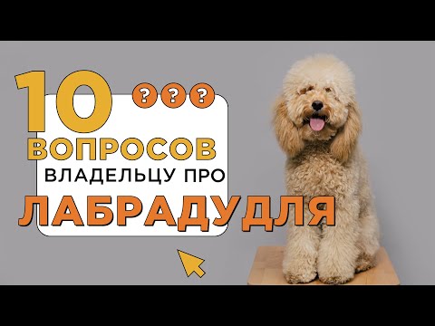 Видео: 10 вопросов владельцу о лабрадудле / Все о породе: характер, поведение и темперамент