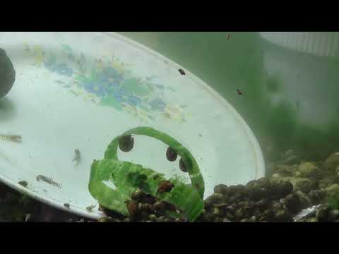 Видео: Псевдоскат Севилья.  Разведение.