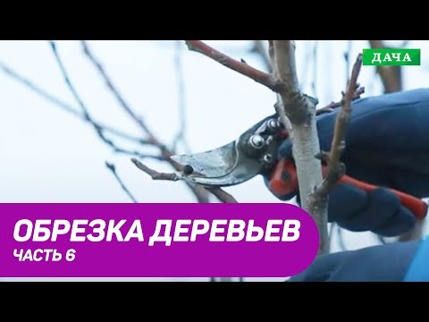 Видео: Правила и техника обрезки плодовых деревьев. Часть 6.