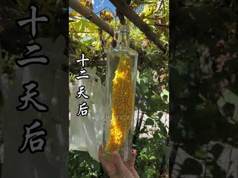 Видео: вино из дыни