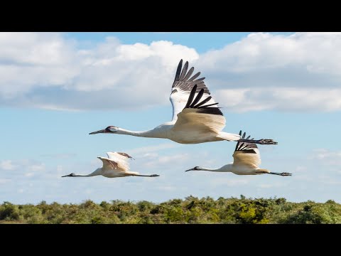 Видео: Андон Варданян - "Журавли" - (Марк Бернес) [Кавер 2024]