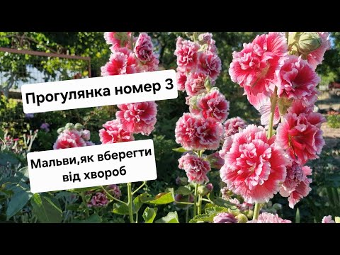 Видео: Прогулянка-3🌺Мальви,як вберегти від хвороб🌺