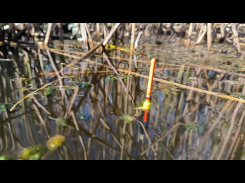 Видео: ВОТ ЭТО ЭМОЦИИ!!!ДАВНО ТАКОГО НЕ ВИДЕЛ...)РЫБАЛКА НА ПОПЛАВОК 2024.