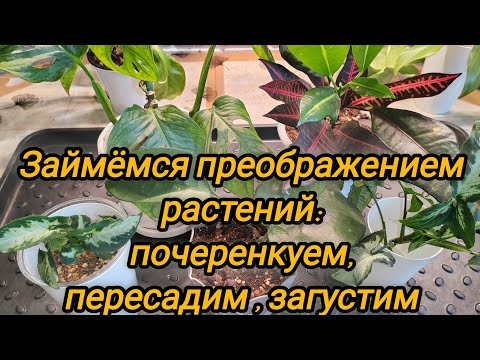 Видео: Займёмся преображением растений :почеренкуем, пересадим, загустим посадки