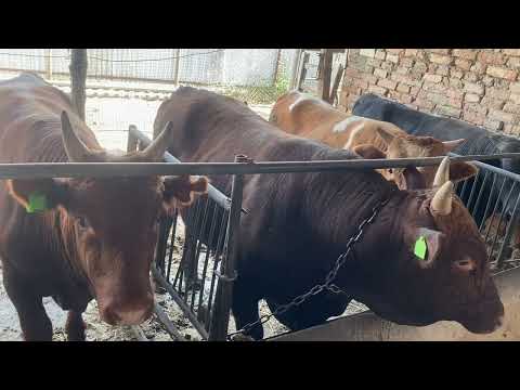 Видео: Откорм бычков ,результат за 6 месяцев ,рацион кормления ,еще месяц и на забой!!