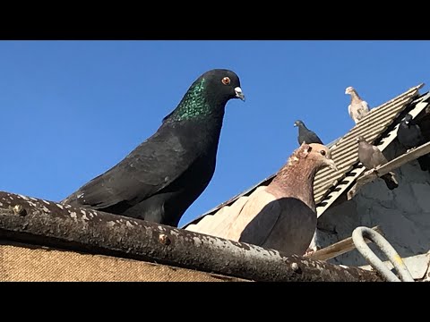 Видео: Игровые Голуби в Молдавии / приключений каждый день