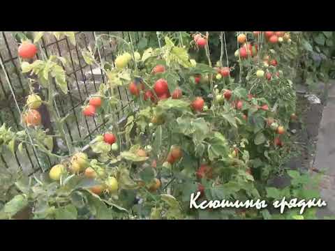 Видео: Сбор урожая 2. Томатные грядки