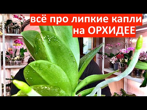 Видео: ОРХИДЕИ липкие капли и пятна КАКИЕ от ВРЕДИТЕЛЕЙ а что от ФОТОСИНТЕЗА у орхидей