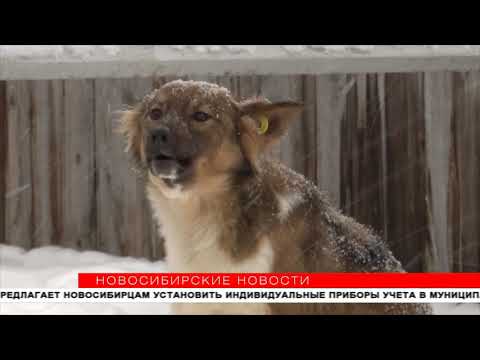 Видео: Усыплять нельзя: как работает служба отлова животных в Новосибирске