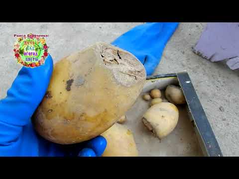 Видео: СРОЧНО! Защитите картофель от картофельной моли одной простой и доступной каждому процедурой