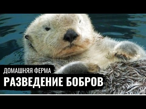 Видео: Домашняя ферма. Бобры