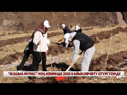 Видео: “ЖАШЫЛ МУРАС” ЧОҢ-КЕМИНДЕ 2000 КАЙЫҢ КӨЧӨТҮ ОТУРГУЗУЛДУ