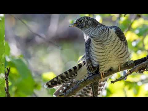 Видео: Не кувай,зязюленька