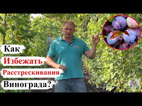 Видео: Как ПРЕДОТВРАТИТЬ РАССТРЕСКИВАНИЕ ЯГОД Винограда? ПРИЧИНЫ