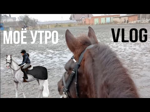 Видео: МОЁ УТРО НА КОНЮШНЕ/ВЛОГ #конныйспорт