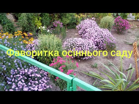 Видео: Яка квітка є фавориткою в осінньому саду