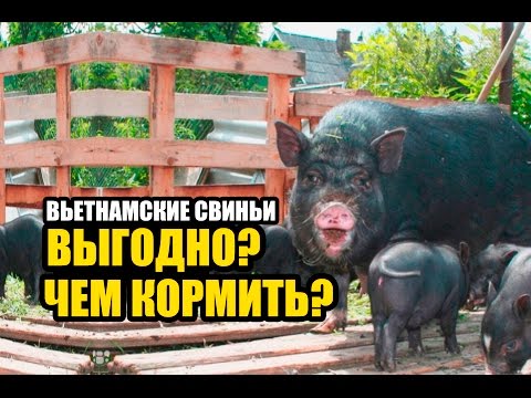 Видео: Вьетнамские свиньи. Расход корма. Выгодно или нет?