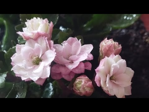 Видео: Каланхоэ гуллагандан кейин нима килиш керак? яна кайта гуллатса буладими?