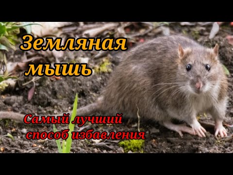 Видео: Земляная мышь - как избавиться.