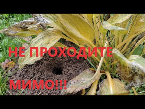 Видео: Как обезопасить наши сады от мышей и водяных крыс. 🐭💥