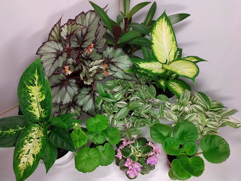 Видео: Растения едут в новый дом #7