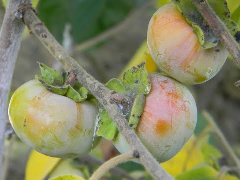 Видео: Впервые в YouTube хурма Виргинская "VEBER".