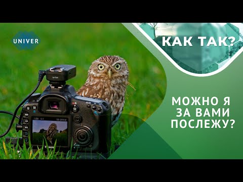 Видео: Замечать прекрасное: бердвотчинг для чайников // "КАК ТАК?" Выпуск 18