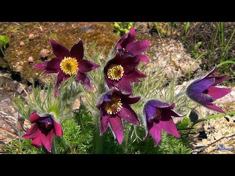 Видео: Ботанический сад. Майские цветы (2018)