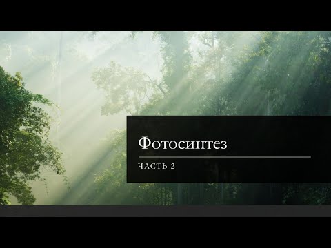 Видео: Фотосинтез (часть 2)