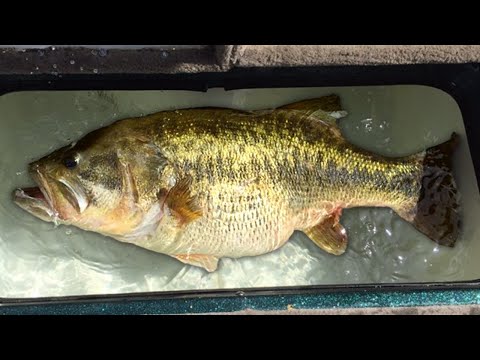 Видео: Это исследование меняет все, что мы знаем о ловле окуня