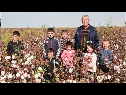 Видео: Зафаробод.Садвин.Пахта терим.как собирают хлопок.из него делают джинсы и рубашки,платья еще многое ч