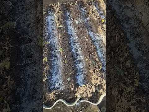 Видео: Мой вариант посадки лука и чеснока.