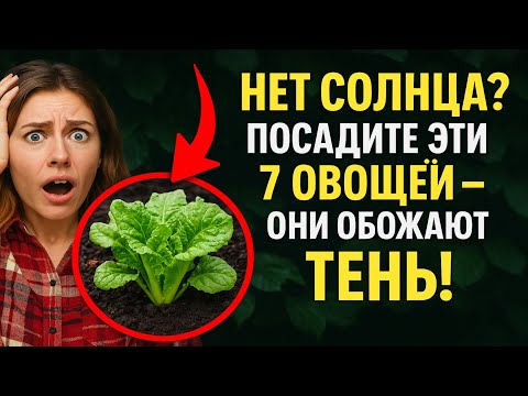 Видео: Нет Солнца? 🌱 Посадите Эти 7 Овощей – Они Обожают Тень!