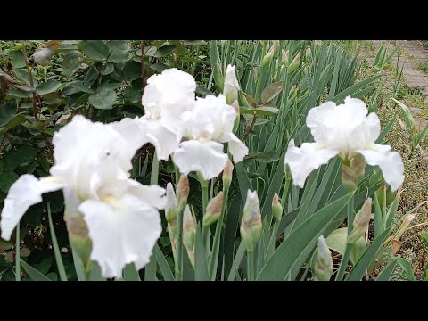 Видео: Ирисы, ранние сорта. Прогулка по саду. Приглашаю!