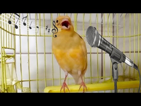 Видео: 10 часов пения канарейок, чтобы научить птиц петь и мотивировать их петь.