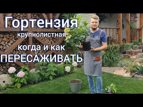 Видео: Пересаживаем ГОРТЕНЗИИ отвечаем на вопросы.