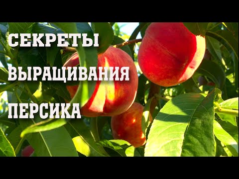 Видео: СЛОЖНОСТИ ПРИ ВЫРАЩИВАНИИ ПЕРСИКА/Опытный участок/сорт Кондор