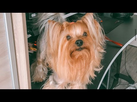 Видео: VLOG: НАШ ДЕНЬ|УХОД ЗА ЙОРКАМИ|посылка для собачек ❤️