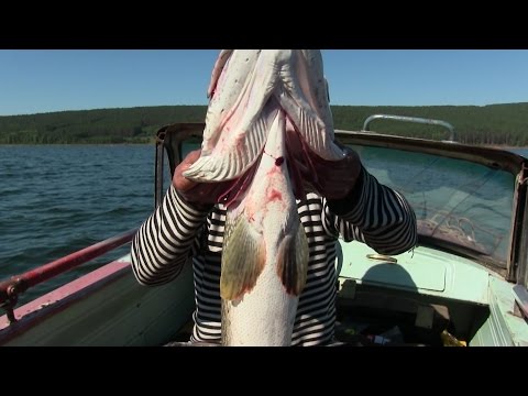 Видео: Щука монстр на Братском водохранилище. Иркутск