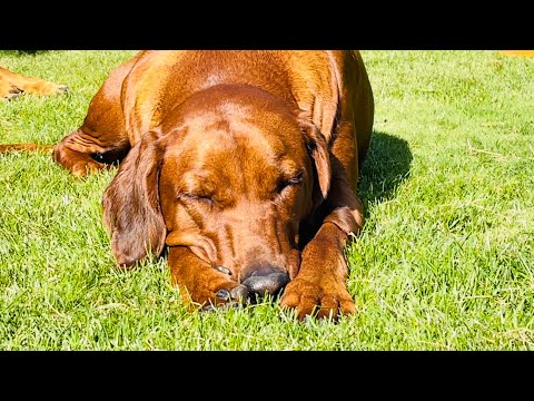 Видео: Родезийский Риджбек - релакс /Rhodesian Ridgeback’s relaxed / часть 1